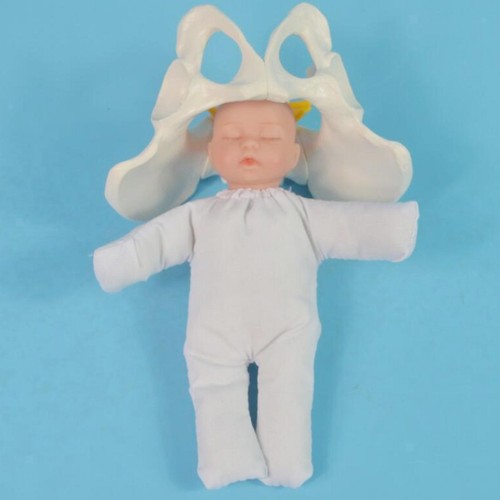 Life size female pelvis - life,