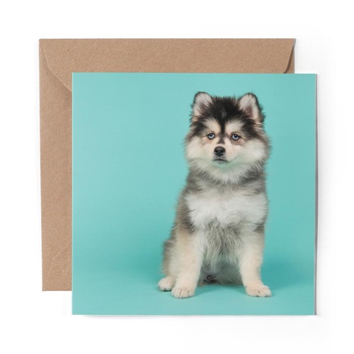 Blank greeting card pomsky - 1,