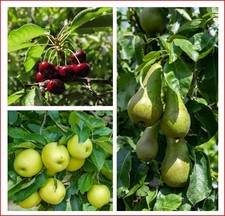 Mini orchard fruit trees - mini,