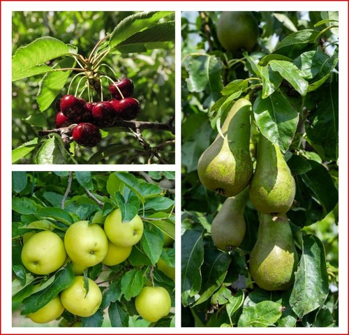 Mini orchard fruit trees - mini,
