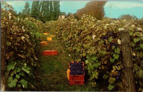 Dunkirk postcard concord - dunkirk, ny