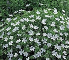 Hardy Geranium White
