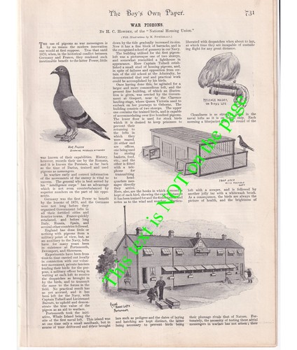 War messenger pigeons h - pigeons,