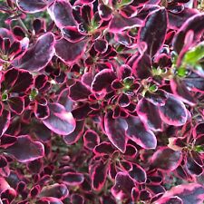 2 x Coprosma Eclipse Mirror Plants - 15-30cm Inc Pot Size - Evergreen Shrub