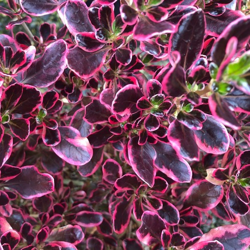 Coprosma eclipse mirror - eclipse,