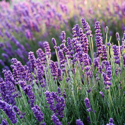 Litre pots lavender - pots, of