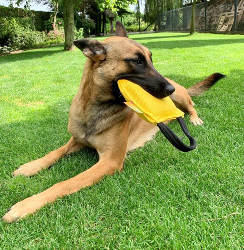 Euro joe just play bite - just,