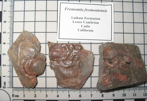Cambrian fremontia mesonacis - cambrian,