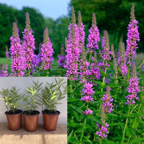Purple loosestrife plants - purple, x3