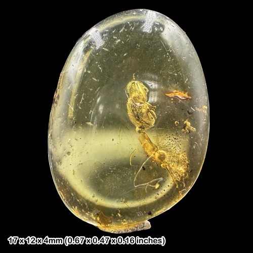 Baltic amber fossil - baltic,