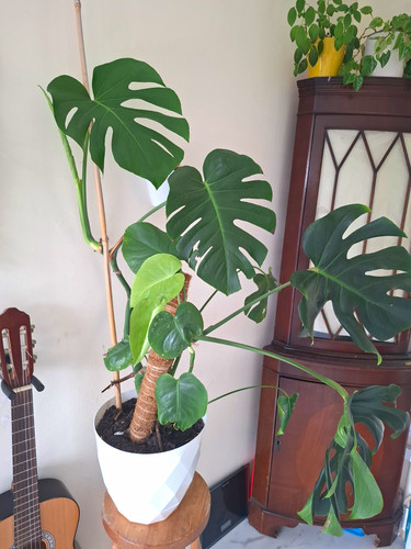 Swiss cheese plant monstera - swiss,