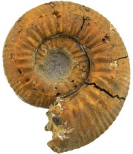 Dogger Grossouvria dilatata