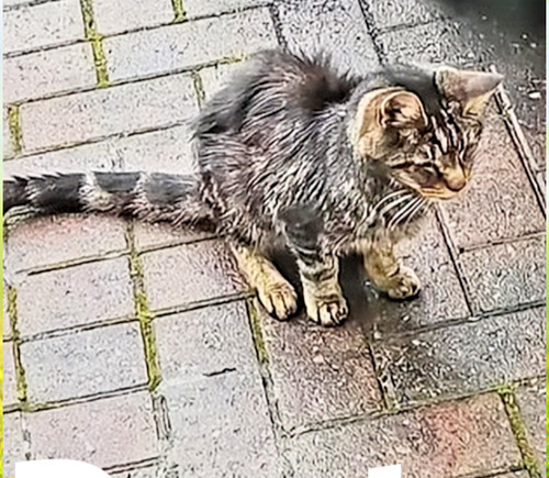 Help with our rescues - with,