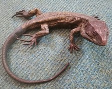 Antique Cold Painted Bronze