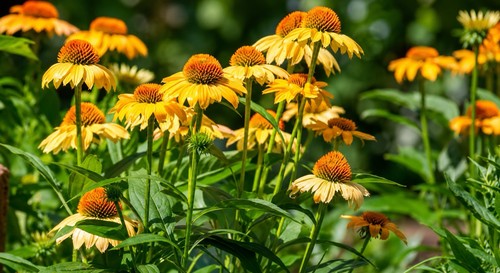Large echinacea blaze - large,