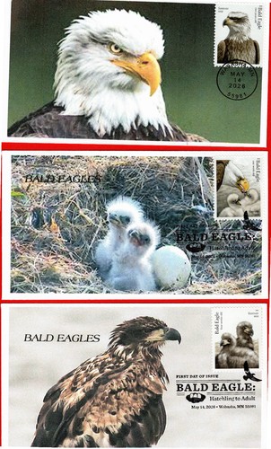 Bald eagle complete - eagle,,
