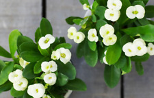 Euphorbia milii Vulcanus