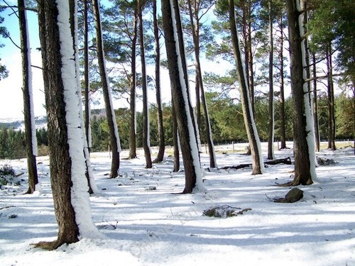 Photo 6x4 trees near - 6x4, rottal