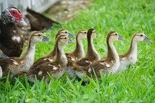 SIX 🐥Muscovy DUCK Hatching