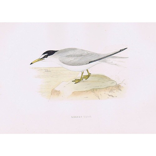 Birds lesser tern - birds,
