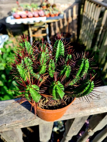 Euphorbia enopla succulent - euphorbia,