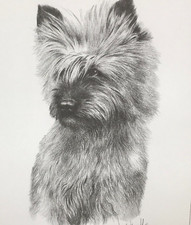 Cairn Terrier Dog Pencil Drawing Art Print Framed by Artist Joel Kirk 33x28cm
