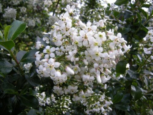 Escallonia iveyi plant white - iveyi, plant,