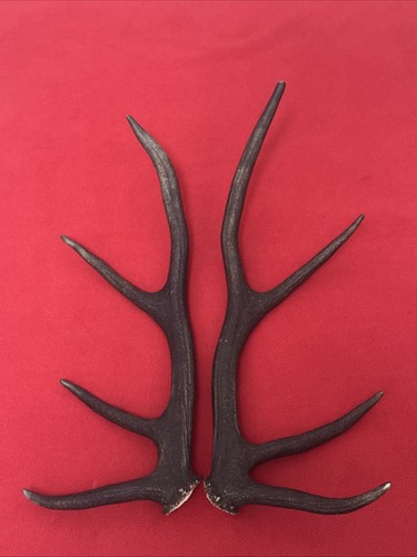 Pair red deer antlers 689g - pair,