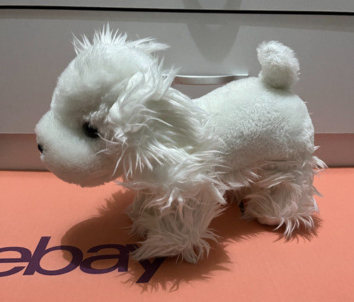 White fluffy messy maltese - white,