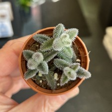 Pickle Plant Unusual