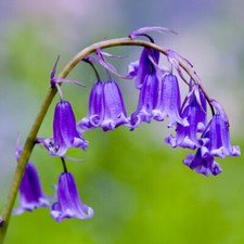 50 Scented English Bluebells