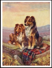 SHETLAND SHEEPDOG SHELTIE DOGS