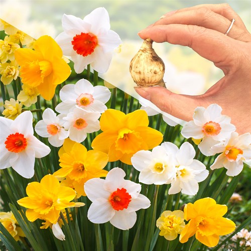 Mixed dwarf daffodil bulbs - dwarf,