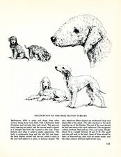BEDLINGTON TERRIER VINTAGE 1963 PRINT SKETCH PAGE ARTIST BRIDGET OLERENSHAW