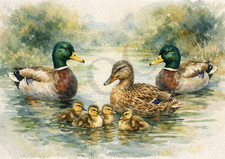 Ducks in Pond Watercolour