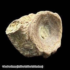 Fish vertebra fossil eocene - fish,