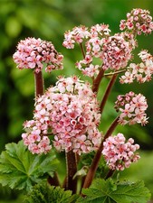 Darmera peltata umbrella - darmera,