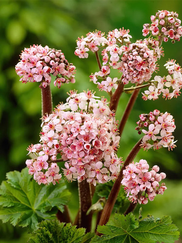 Darmera peltata umbrella - darmera,