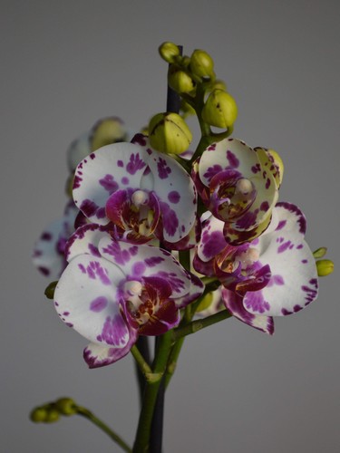 Dream spot phalaenopsis - spot,,
