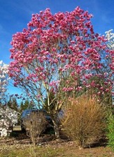 Magnolia ‘Galaxy’, Peat