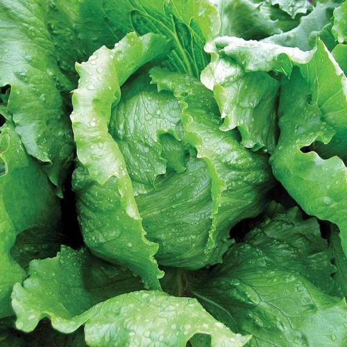 Lettuce seeds vegetable - lettuce,