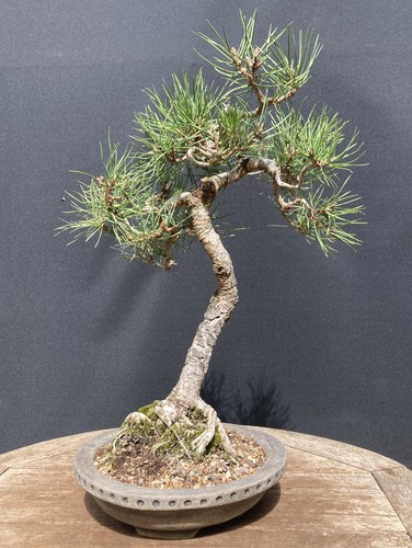 Scot pine yamadori bonsai - scot’s,