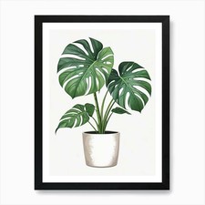 Monstera Obliqua Plant Living