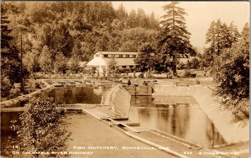 Bonneville oregon fish - bonneville,