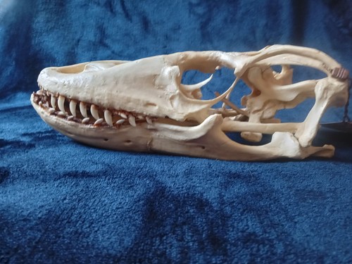 Dinosaur skull bone clones - dinosaur,