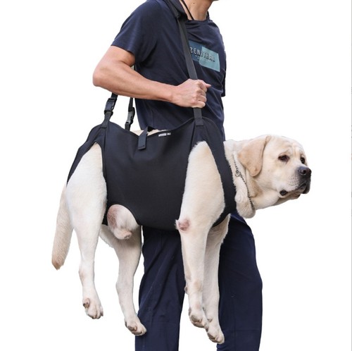Disabled senior dog - disabled/senior,
