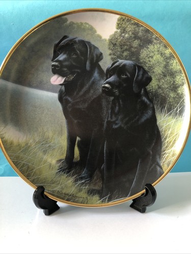 Black labrador sporting - labrador,