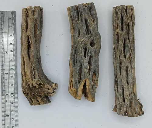 Cholla cactus wood - x,