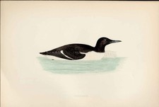 Guillemot Morris British Birds