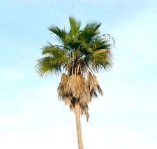 Washingtonia robusta - Mexican